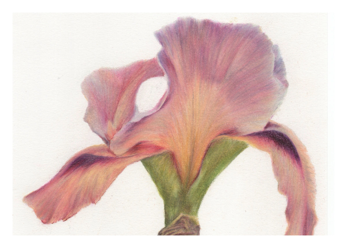 Iris