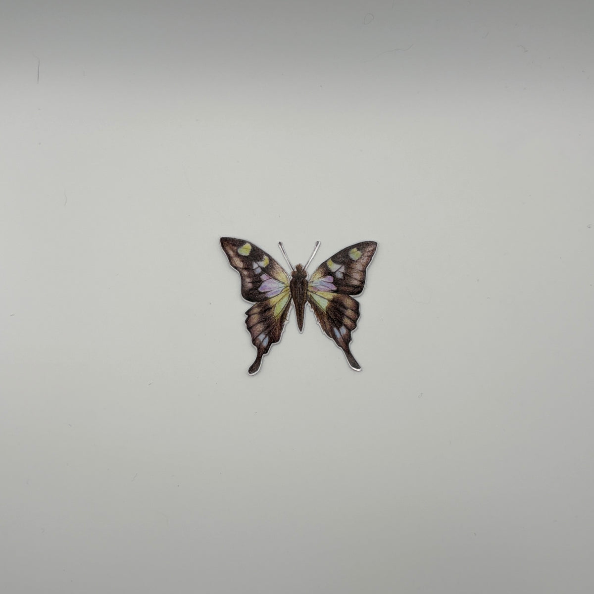 Purple-Spotted Swallowtail Butterfly