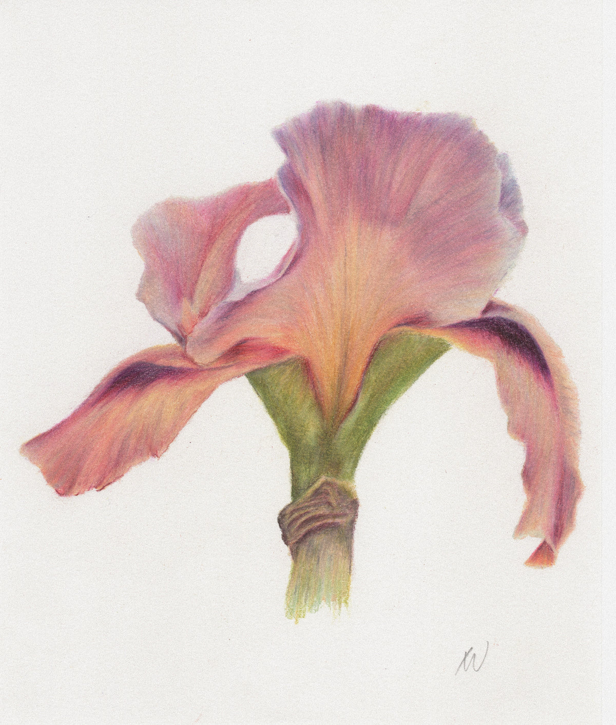 Iris - Original Colored Pencil Illustrtion