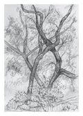 Olentangy Trail Sketch